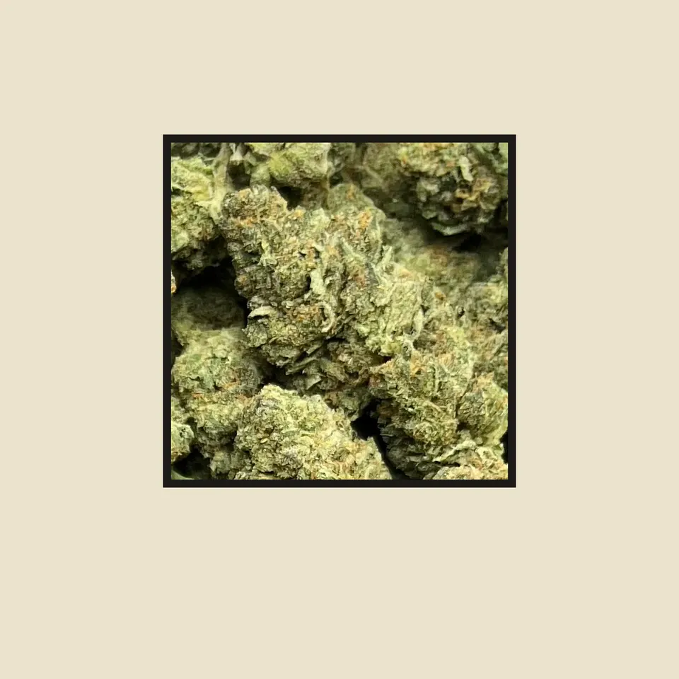 Astro Candy hemp THCA flower up close, greenhouse