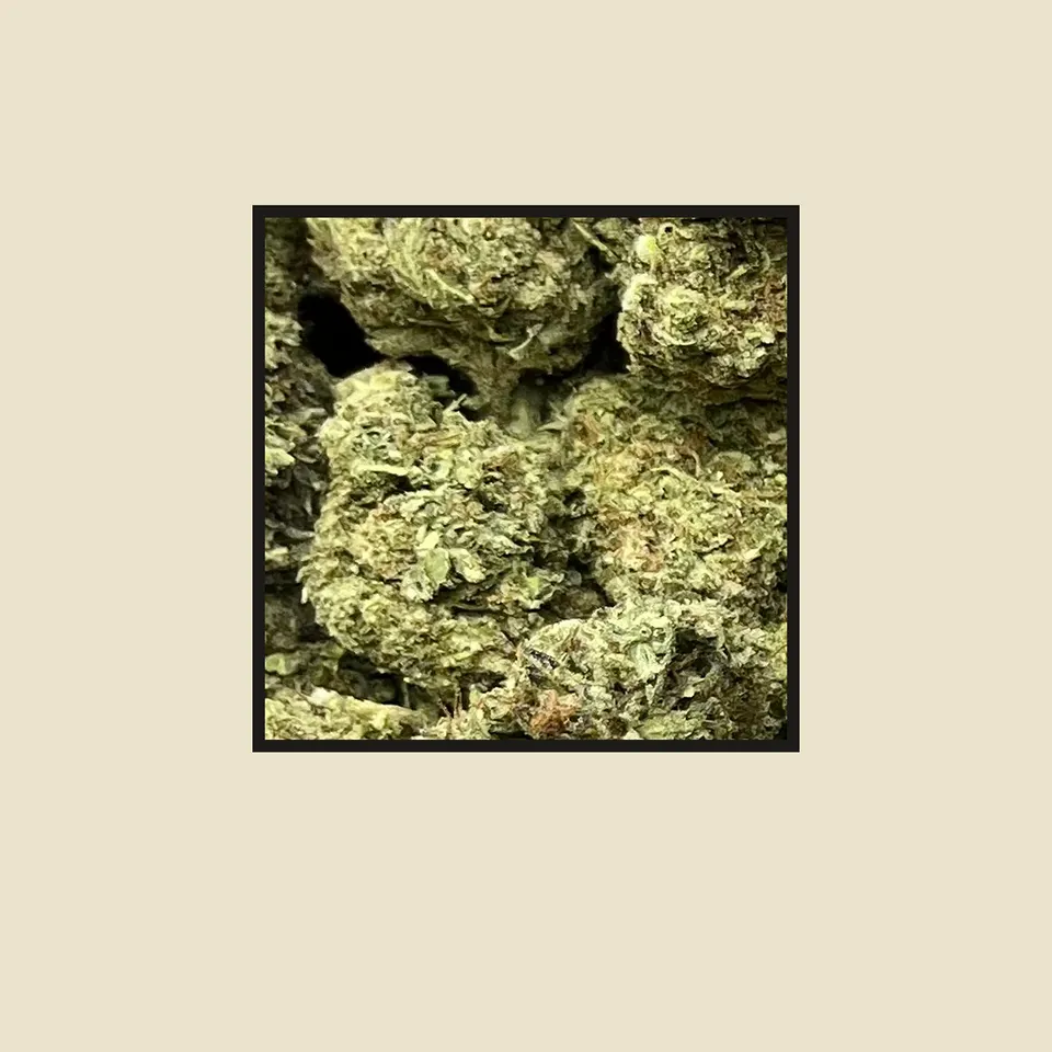 G41 hemp THCA flower up close, greenhouse
