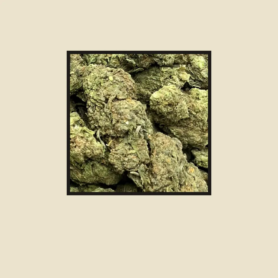Motor Head hemp THCA flower up close, greenhouse