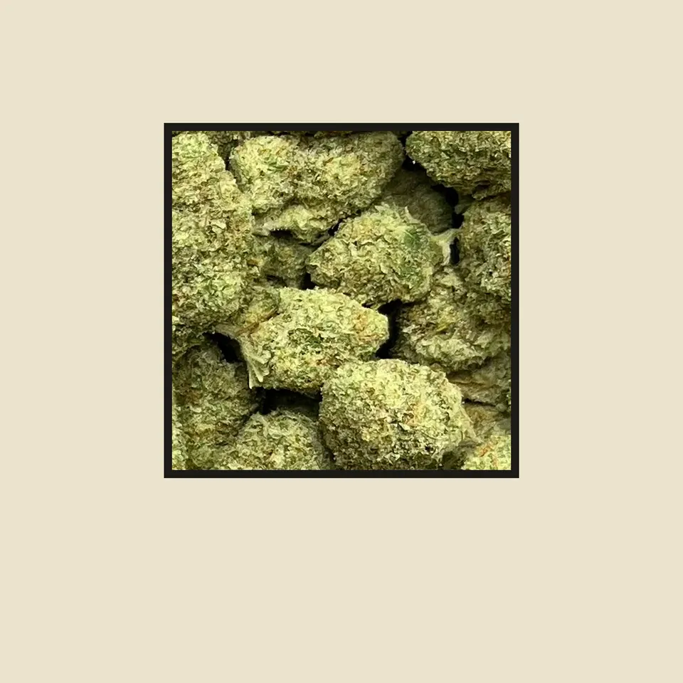Papaya Punch hemp THCA flower up close, greenhouse